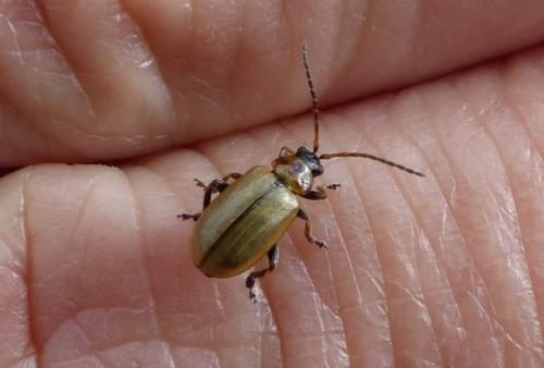 Lochmaea suturalis